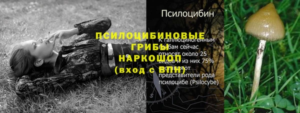 прущие грибы Абдулино